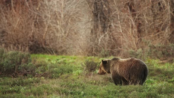 Brown Grizzly Bear Wildlife Conservation in Yelowstone National Park USA