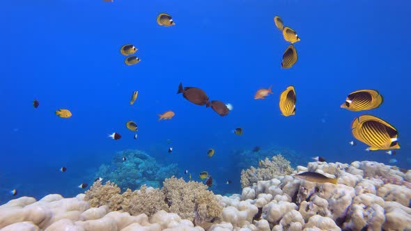 Blue Water background Orange Fish