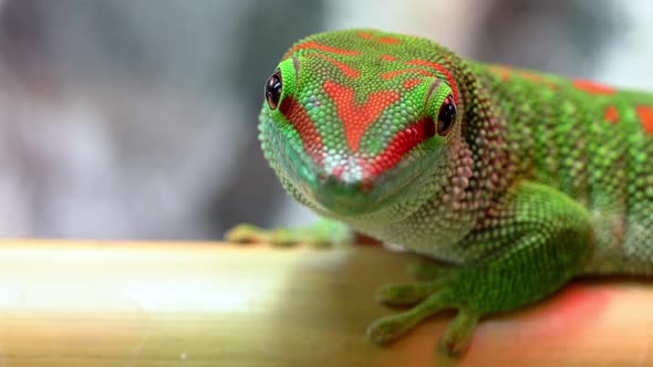 Macro view of giant day gecko as it slowly moves its eyes and head