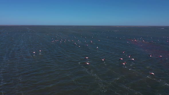 Aerial view of Pink Flamingo in Swakopmund, Namibia.