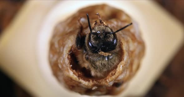 European Honey Bee, apis mellifera, Emergence of a Queen, Bee Hive in Normandy, Real Time 4K