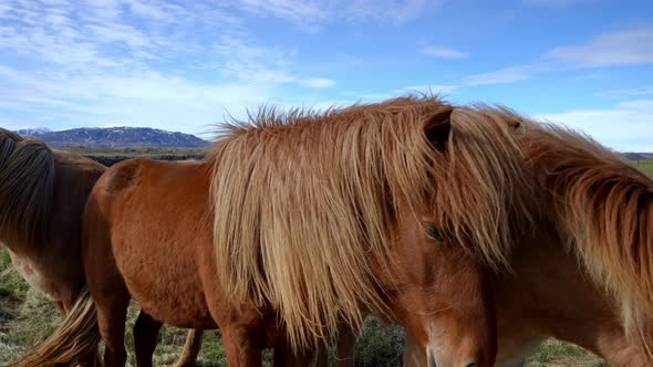 Closeup View of Icelandic Horses Standing on Grassy Field