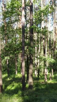 Vertical Video of a Forest with Trees