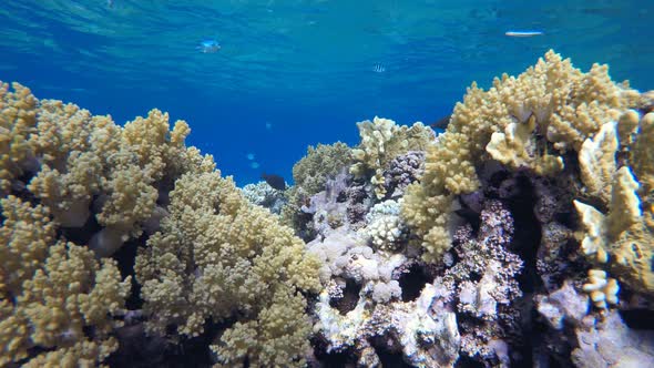 Blue Turquoise Sea Corals