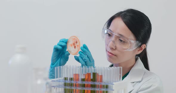 Scientist making observation at petri dish