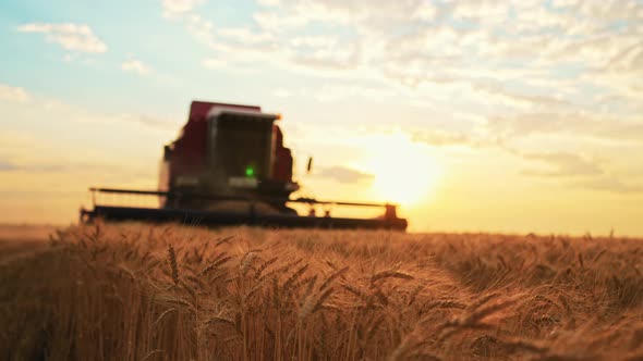 Combine Harvesting Harvest Wheat Field Close Up Front View