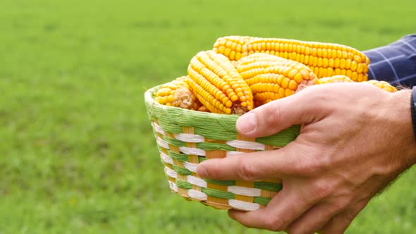 Farmer Man Holding a Basket of Ripe Corn on the Background of a Green Field, Close-up. Agribusiness