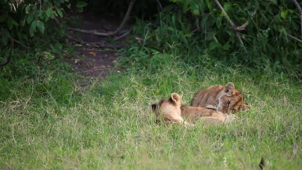 Three Cute Lion Cubs Playing