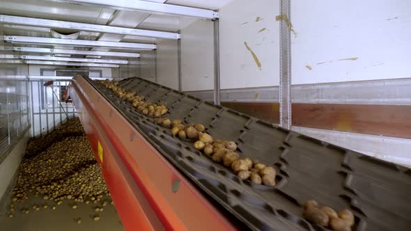 Close-up, Potatoes Move on Special Conveyor Machinery Belt and Fit Into a Storage Room, a Warehouse