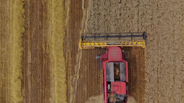 Combine harvester moving on the yellow field. Red agricultural machine is gathering ripe crop. 