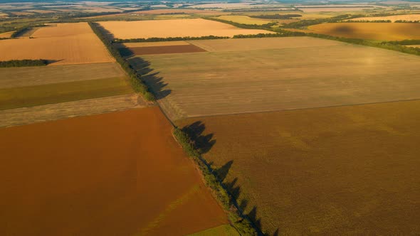 Panoramic Aerial Footage Top View Over Yellow Fields of Corn Wheat and Sunflower in Ukraine Rural