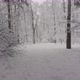  Flying between snow-covered trees - VideoHive Item for Sale