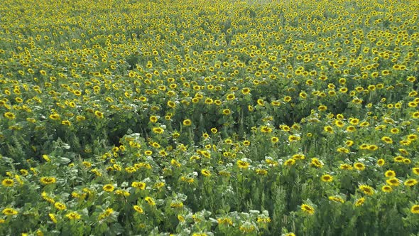 Top View of Beatiful Summer Sunflower Field