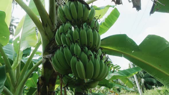 Bananas Growing on Banana Tree Plantation Farmland