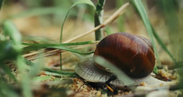 Snail Helix Pomatia Slowly Crawling In Grass