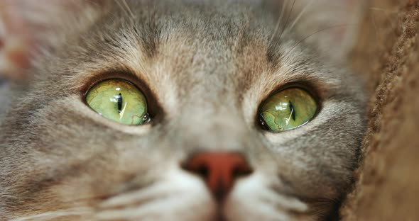 A Close-up Shot of the Face of a Beautiful Gray Cat with Green Eyes Staring Up. Blurring Shot