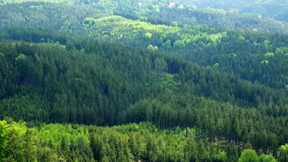 A Vast and Thick Forest Area - Top View