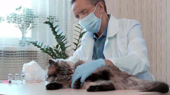 Close Up of Veterinarian Doctor in Medical Gloves Examine Cat Health in Clinic