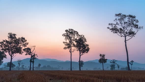 Timelapse Sunrise Over The Big Trees