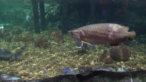 Big Sea Fish in The Aquarium. Aquarium with Marine Life. Fish and Corals