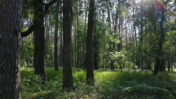 Beautiful Green Forest on a Summer Day Slow Motion