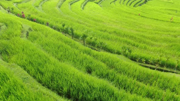 Rice Fields in Bali