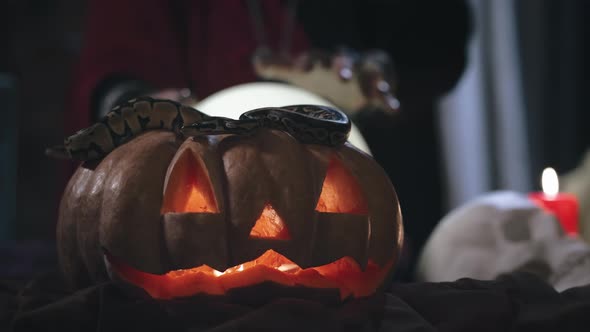 Focus on Snake on Pumpkin with Witch Using Magic Ball on Background