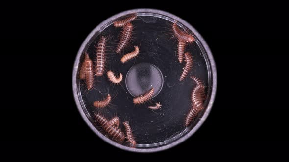 Larvae of beetle Dermestes lardarius under a microscope, of family Dermestidae