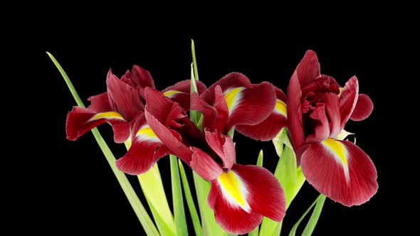 Bouquet of Red Irises Bloom on a Black Background Time Lapse