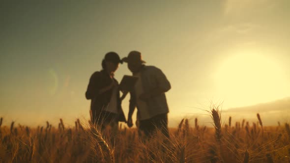 Silhouette Team Farmers Stand in a Wheat Field with Tablet at Sunset. Partnership Concept