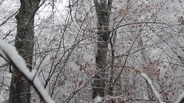 Snowstorm in the forest, in high resolution details like branches and leaves getting covered in snow