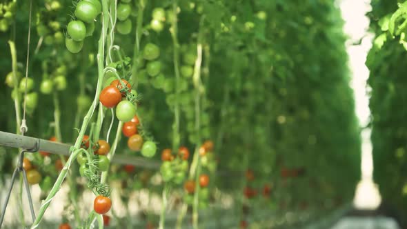 Sunny Day in a Greenhouse View of Branches with Tomatoes Tunnel View of Grown Tomato and Green