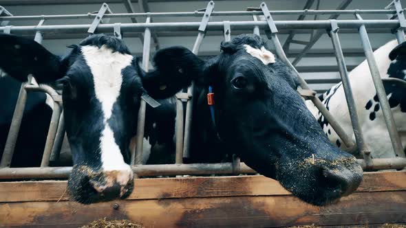 Farm Cows' Faces in a Close Up