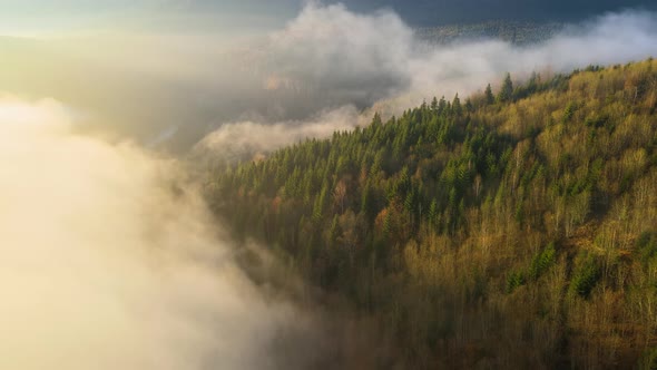 Aerial View of Foggy Evening Over Dark Pine Forest Trees at Bright Sunset