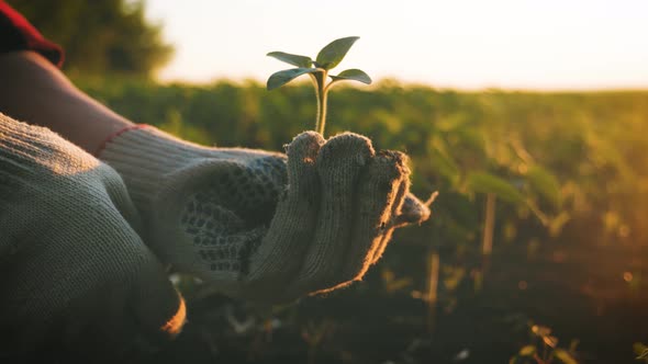 Farmer Hand Holding Leaf of Cultivated Plant