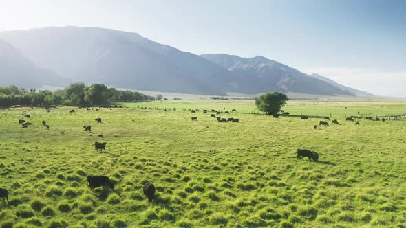 Livestock Farm at Green Meadow Lawn with High Mountains Landscape on Background