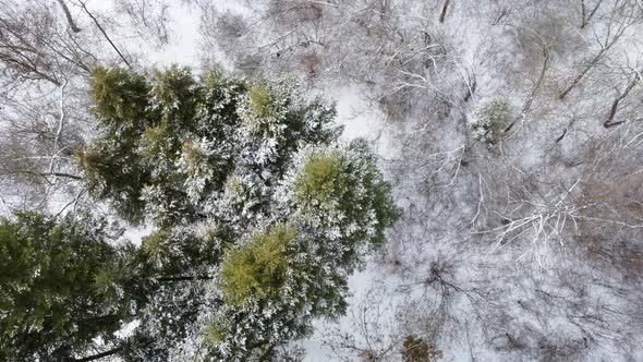 Evergreen pine tree branches, winter aerial view