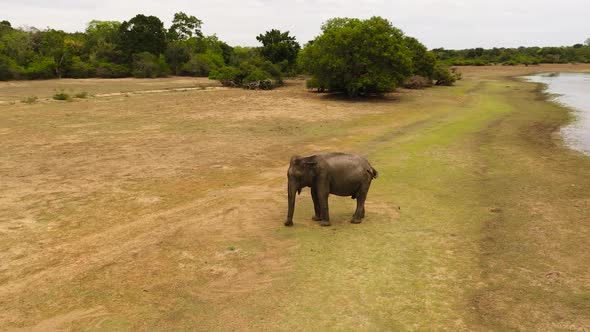 Elephant in Its Natural Environment