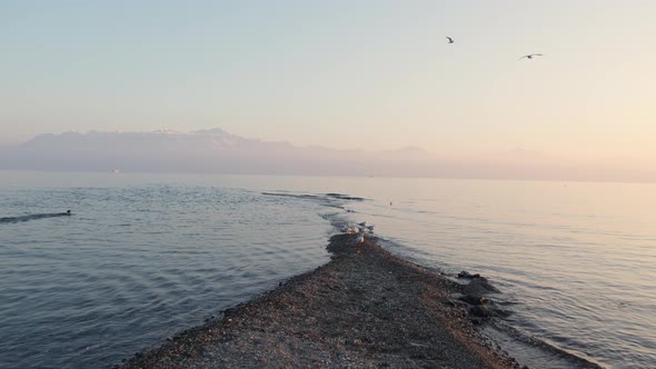 Birds flying on the coast of a lake at sunset