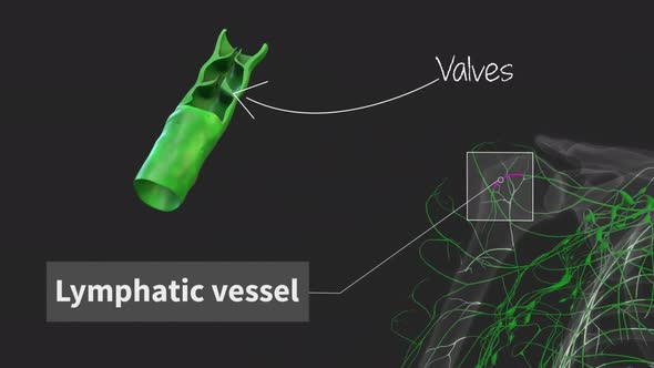 Cardiovascular System Hd Human Blood Arteries And Veins