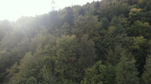 Trees in the Mountains Slow Motion. Aerial View of the Carpathian Mountains in Autumn. Ukraine