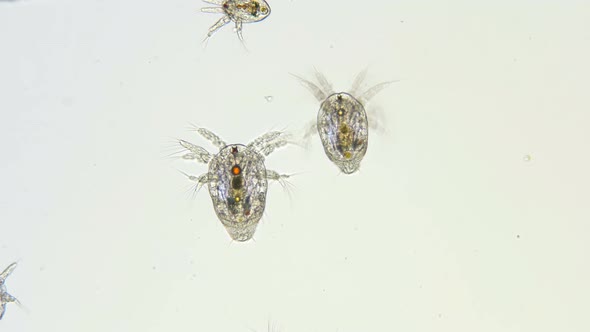 Nauplius Larva Cyclopidae Under a Microscope