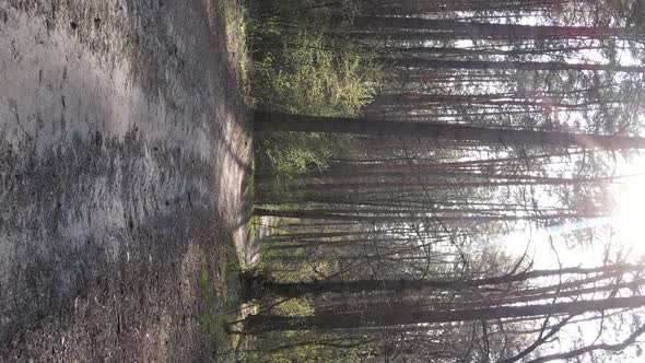 Vertical Video of a Road in the Forest Slow Motion