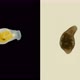 The Flatworm Macrostomum Sp. Under a Microscope, of the Family Macrostomidae - VideoHive Item for Sale