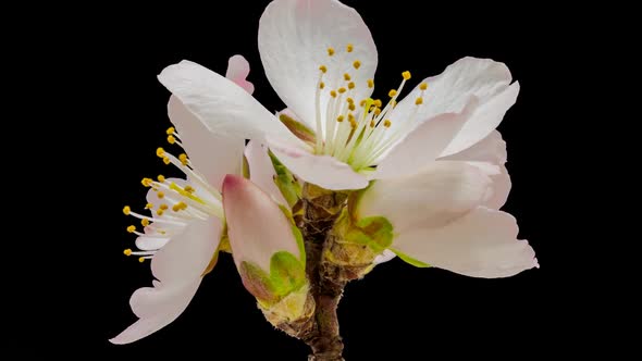 Apricot Flower Isolated