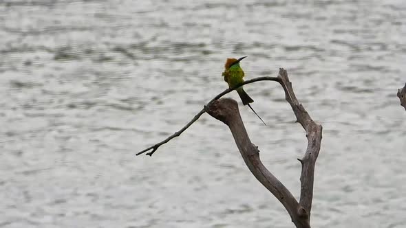 Long tailed hummingbird is on active and hitting its nose to tree branch