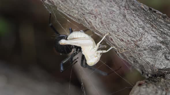 Black Widow Spider with grasshopper stuck in its web