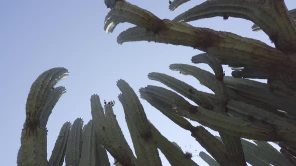 A Lophocereus marginatus cactus in Mixteca Poblana, Puebla, Mexico