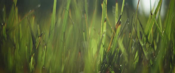 Green grass on a blurry background