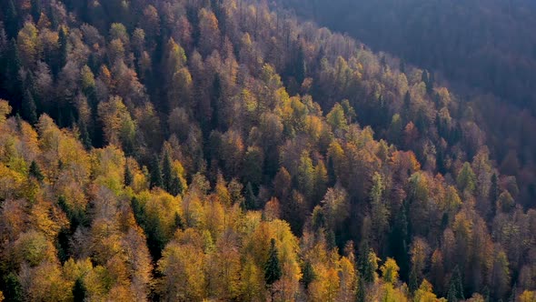 Forest Autumn